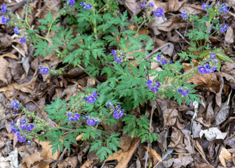 Phacelia bipinnatifida, Purple Phacelia, blooms in the forest along the Shirley Miller Wildflower Trail, Pigeon Mountain, GA.