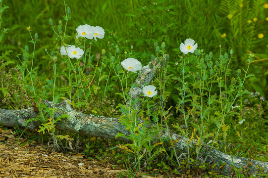 White Prickly Poppy, Argemone albiflora, blooms next to a log in central Florida. Features several flowers, prickly leaves, and fruit capsules.