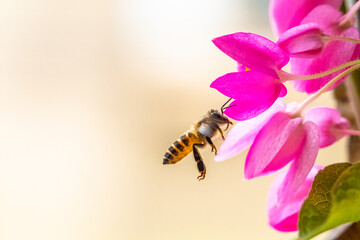 A honey bee (also spelled honeybee) is a eusocial flying insect from the genus Apis of the largest bee family, Apidae