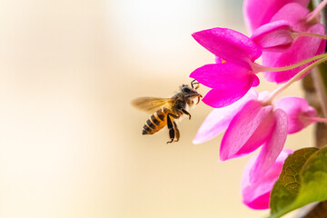 A honey bee (also spelled honeybee) is a eusocial flying insect from the genus Apis of the largest...