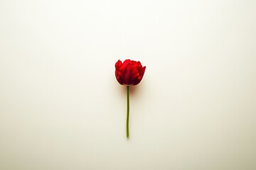 Single red tulip on white background. Minimalist floral image, perfect for greeting cards or design projects.