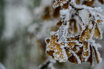 Ein frostiger Tag auf dem Bogenberg