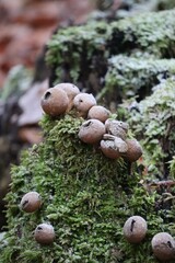 Pear puffball with Hoarfrost