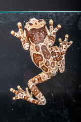 The Mission golden-eyed tree frog or Amazon milk frog (Trachycephalus resinifictrix) is a large species of arboreal frog native to the Amazon Rainforest in South America