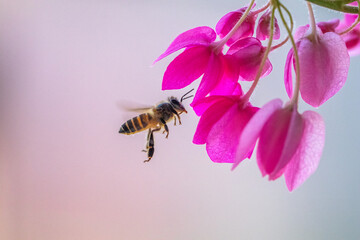 A honey bee (also spelled honeybee) is a eusocial flying insect from the genus Apis of the largest...
