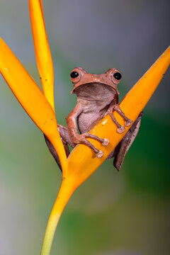 Polypedates otilophus (also known as the file-eared tree frog, Borneo eared frog, or bony-headed flying frog) is a species of frog in the family Rhacophoridae. 