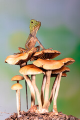 chameleon forest dragon, chameleon anglehead lizard (	Gonocephalus chamaeleontinus)