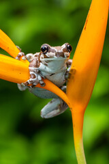 The Mission golden-eyed tree frog or Amazon milk frog (Trachycephalus resinifictrix) is a large species of arboreal frog native to the Amazon Rainforest in South America