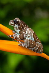 The Mission golden-eyed tree frog or Amazon milk frog (Trachycephalus resinifictrix) is a large species of arboreal frog native to the Amazon Rainforest in South America
