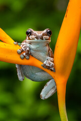 The Mission golden-eyed tree frog or Amazon milk frog (Trachycephalus resinifictrix) is a large species of arboreal frog native to the Amazon Rainforest in South America