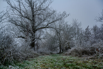 Ein kalter nebliger Wintertag mit Raureif 