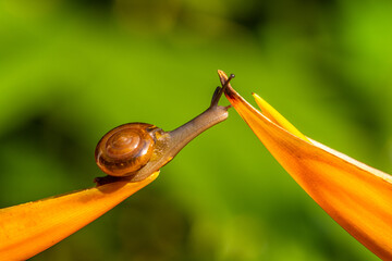 the garden snail