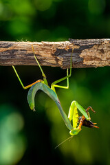 The European mantis (Mantis religiosa) is a large hemimetabolic insect in the Mantidae family