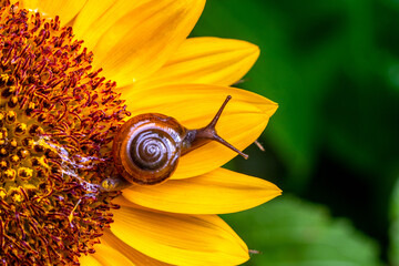 the garden snail