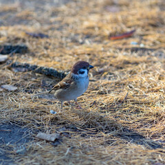 portrait of a sparrow in autumn