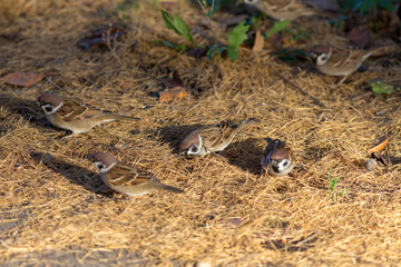 sparrows on fallen needles in autumn