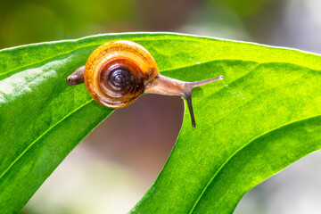 the garden snail