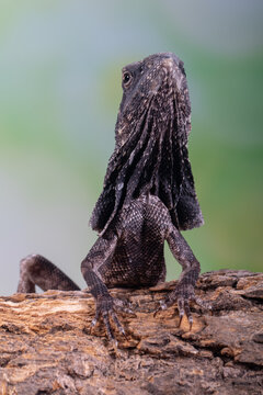 The frilled lizard (Chlamydosaurus kingii), also known commonly as the frilled agama, frillneck lizard, frill-necked lizard or frilled dragon, is a species of lizard in the family Agamidae