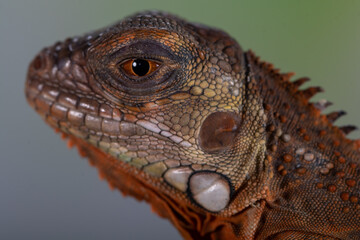 Iguana is a genus of herbivorous lizards that are native to tropical areas of Mexico, Central...