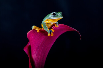 Rhacophorus reinwardtii is a species of frog in the family Rhacophoridae. It is variously known under the common names of black-webbed treefrog, green flying frog, Reinwardt's flying frog, or Reinward