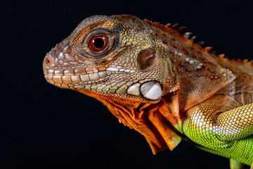 Iguana is a genus of herbivorous lizards that are native to tropical areas of Mexico, Central America, South America, and the Caribbean