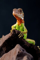 Iguana is a genus of herbivorous lizards that are native to tropical areas of Mexico, Central America, South America, and the Caribbean