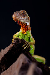 Iguana is a genus of herbivorous lizards that are native to tropical areas of Mexico, Central America, South America, and the Caribbean
