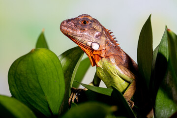 Iguana is a genus of herbivorous lizards that are native to tropical areas of Mexico, Central...