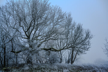 Ein kalter nebliger Wintertag mit Raureif 