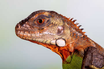 Iguana is a genus of herbivorous lizards that are native to tropical areas of Mexico, Central America, South America, and the Caribbean