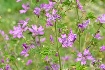 Fototapeta premium peaceful flowers and natural environment in nature