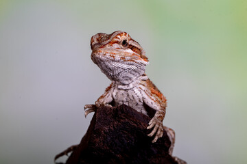 The central bearded dragon is the common name for Pogona vitticeps, which lives in dry areas of Australia The name 