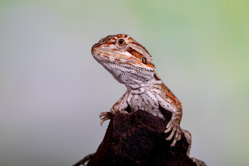 The central bearded dragon is the common name for Pogona vitticeps, which lives in dry areas of Australia The name 