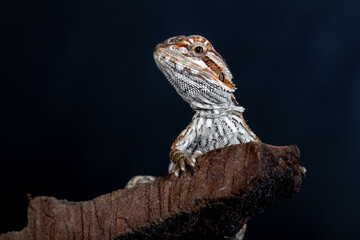 The central bearded dragon is the common name for Pogona vitticeps, which lives in dry areas of Australia The name 