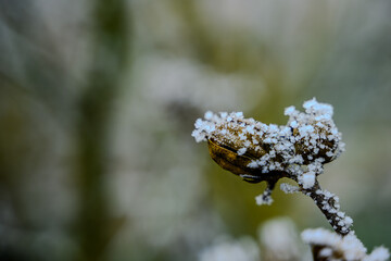 Ein frostiger Tag auf dem Bogenberg