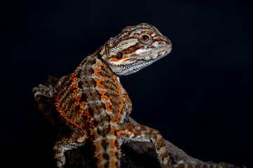 The central bearded dragon is the common name for Pogona vitticeps, which lives in dry areas of Australia The name 