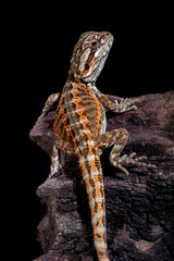 The central bearded dragon is the common name for Pogona vitticeps, which lives in dry areas of Australia The name 