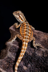 The central bearded dragon is the common name for Pogona vitticeps, which lives in dry areas of Australia The name 