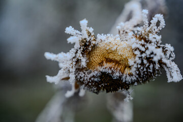 Eine mit Raureif überzogene Sonnenblume Ende Dezember