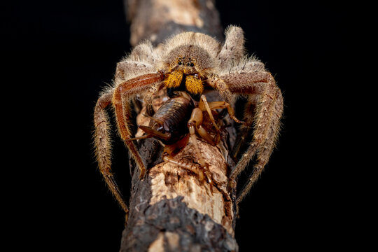 Tarantulas are a group of "hairy" and often very large spiders belonging to the family Theraphosidae