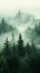 Fototapeta premium Enigmatic Fog-Shrouded Coniferous Forest