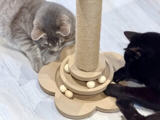 Playful Interaction Between Two Cats, One Black and One Tabby Gray, and a Wooden Cat Puzzle Toy with Balls with a Scratching Post