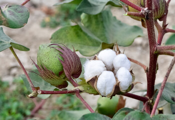 Photos of agricultural products. overripe cotton plant.
