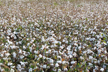 Photos of agricultural products. overripe cotton plant.