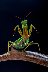 green praying mantis on black background