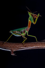 green praying mantis on black background