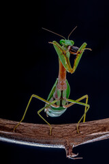 green praying mantis on black background