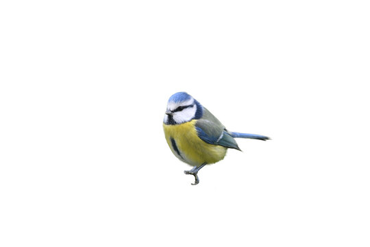 Blue tit bird in png