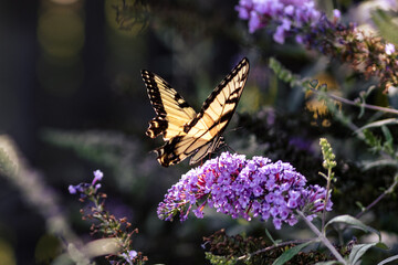 Eastern Tiger Swallowtail Butterfly on Purple Flowers