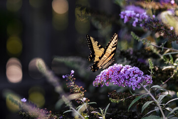 Eastern Tiger Swallowtail Butterfly on Purple Flowers